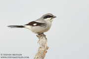 FLYCATCHERS, SHRIKES, VIREOS, SWALLOWS